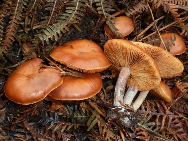 Gymnopilus penetrans, Geflecktblättriger Flämmling